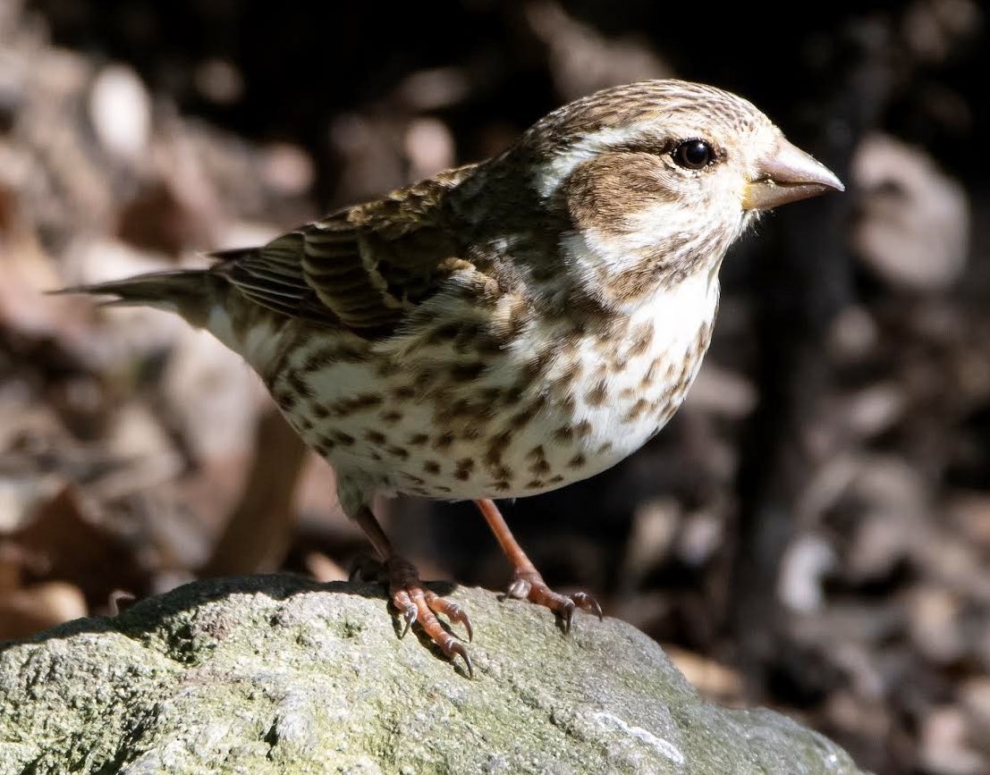 alexcritelli1's tweet photo. Female Purple Finch in the Ramble late afternoon . #bordcpp https://t.co/7z4JGzpU5O