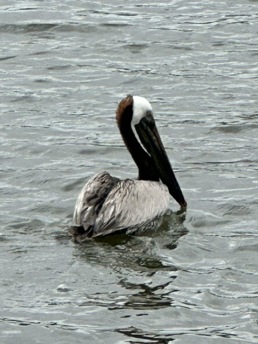 Urban Paths Houston tweet media