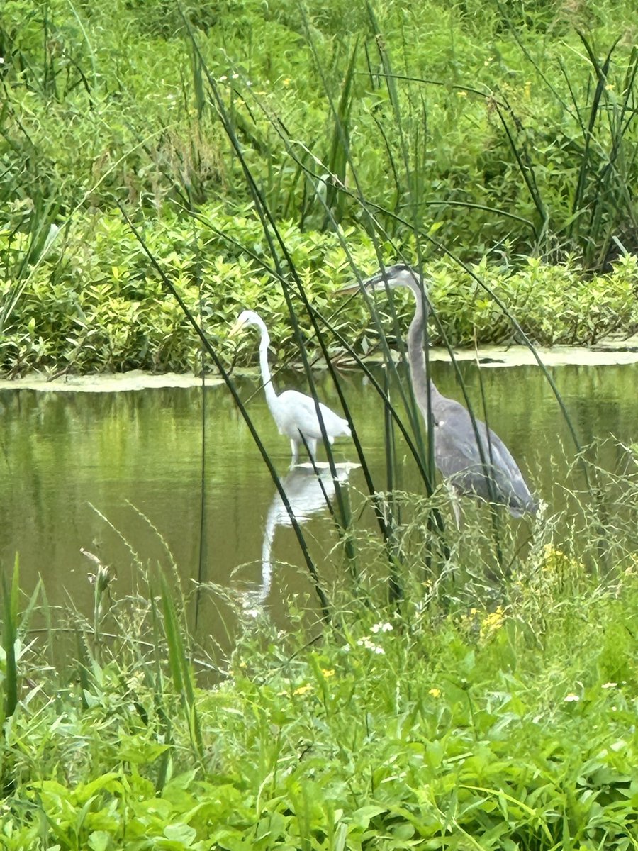 Urban Paths Houston tweet media
