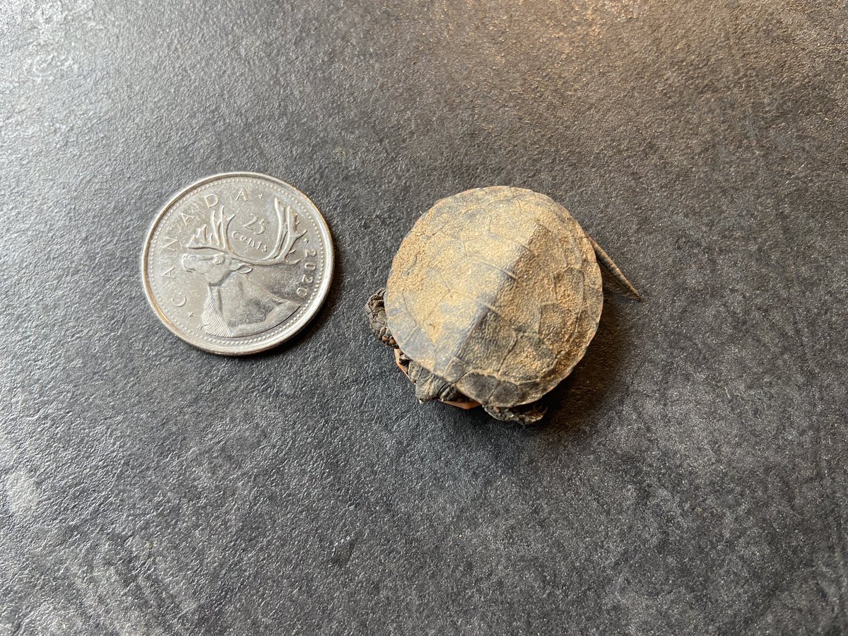 NerdDucky's tweet photo. Found this little guy under a bed of leaves that we raked up 🍃 🐢 https://t.co/uE95pEVGCV