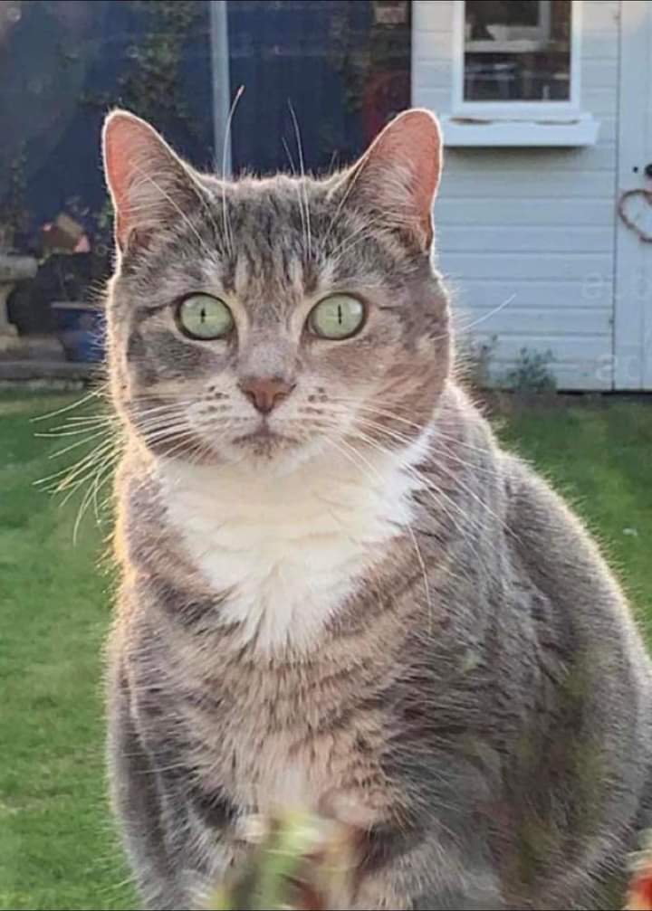 JohnDaffern2's tweet photo. Hello...
My cat Matilda is #missing in the First Avenue/ Foxhill Road #Carlton #NG4 area. She is friendly but a nervous cat when out. Can you please lend a hand to help find her & search around your gardens, sheds and under hedges
Thank you. (copied) https://t.co/0LPSVCYsQp