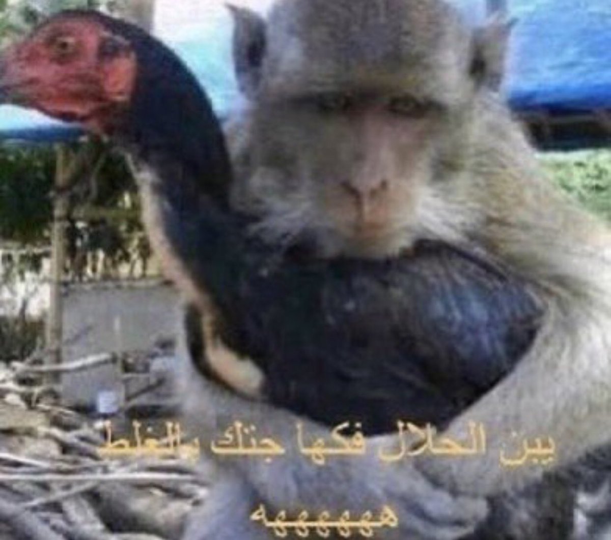 Q_Q_G1's tweet photo. @hi____511 @AlaaFwad @x3x8l @siiill1_ @frwh_al @h_lHl_h @7o7oii @wii___r @byrlwrd87215121 @ciiii8l @_vxi7c @f1aa26 @i_3os @wjue_ @2il2il_ @Nasser_alasmeri يعني موافقه ههههههههههههههههههههههههههههههههههههههههههههههههههههههههههه https://t.co/SgfZAR9vsq