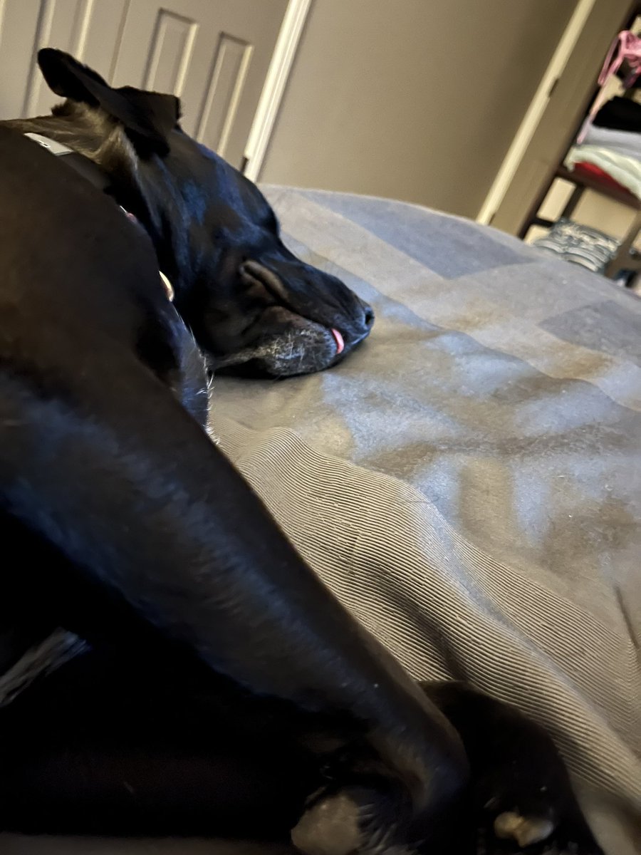 devauldavisj's tweet photo. @darth Ellie’s teeny tiny blep! https://t.co/zaOsZ4MXfy