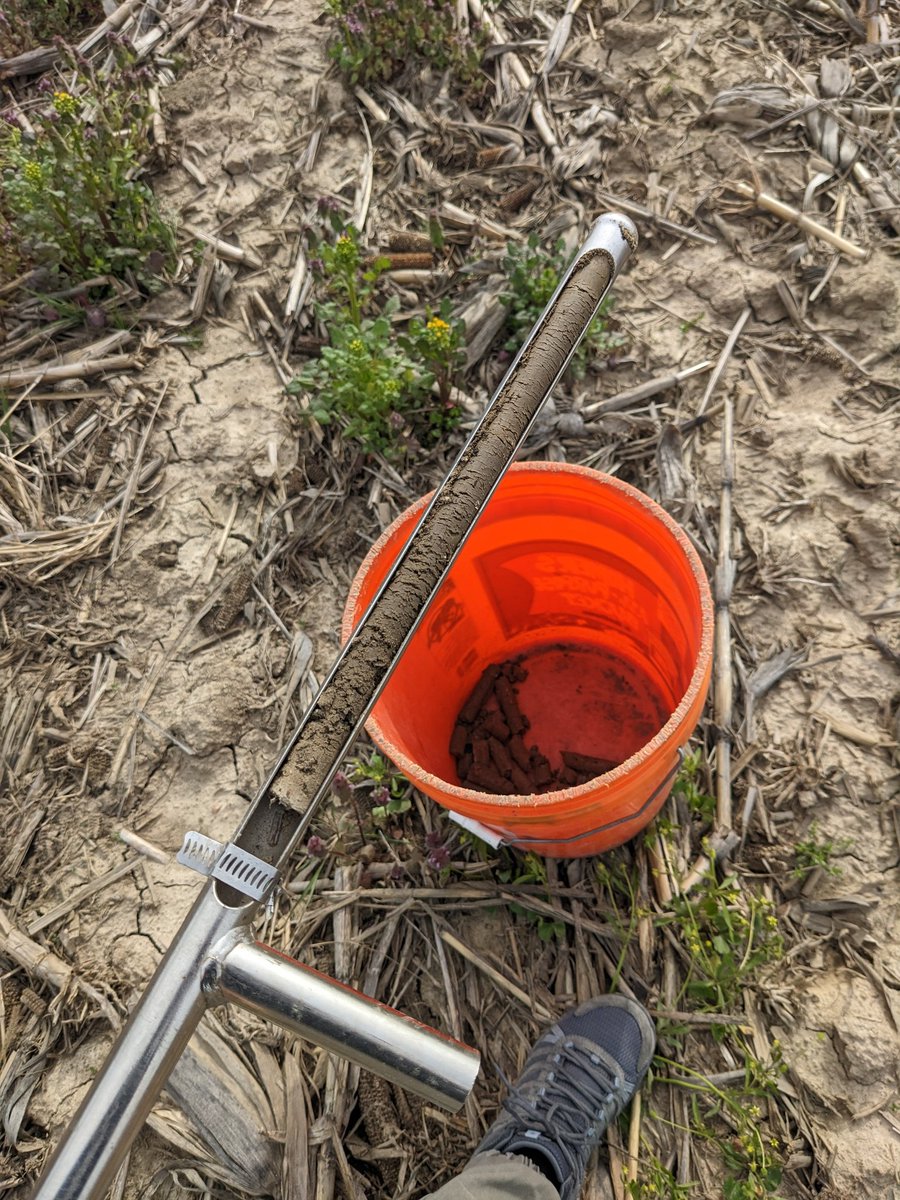 a_mosmith's tweet photo. First soil sampling date of this 2023 for our precision N project 🌽🌱
Our character building season started! 💪🏼
Thanks to my hardworking team and our mentor @PurdueCorn. He is always making sure we have everything we need to do a good job🙏🏼💯 https://t.co/YKj4QTMS6g