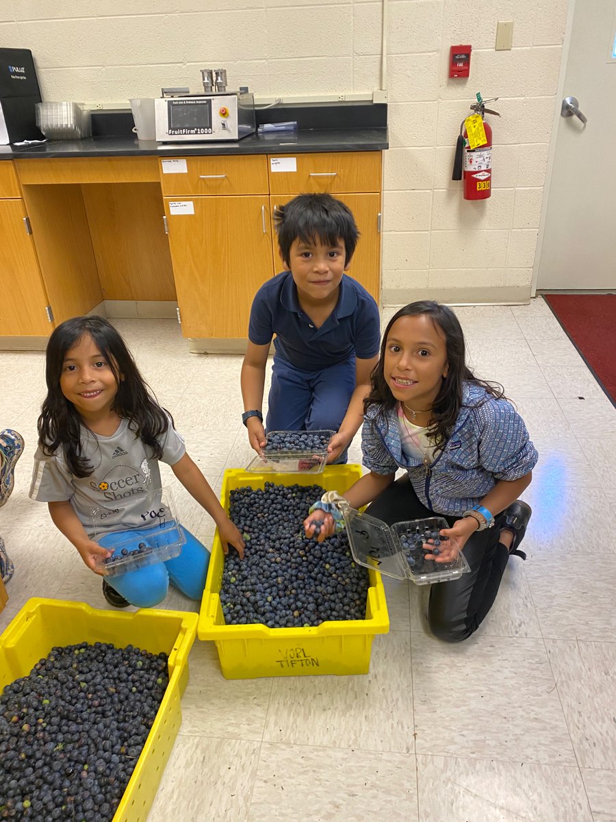 Zilfina Rubio (@zilfinar) on Twitter photo Getting some blues!!!@GeorgiaGrown <a href="/blueberries/">Blueberries 🫐</a> <a href="/UGA_CollegeofAg/">UGA Agricultural & Environmental Sciences</a> <a href="/UGAExtension/">UGA Extension</a> <a href="/ugahorticulture/">UGA Department of Horticulture</a> Getting some blues!!!@GeorgiaGrown <a href="/blueberries/">Blueberries 🫐</a> <a href="/UGA_CollegeofAg/">UGA Agricultural & Environmental Sciences</a> <a href="/UGAExtension/">UGA Extension</a> <a href="/ugahorticulture/">UGA Department of Horticulture</a>
