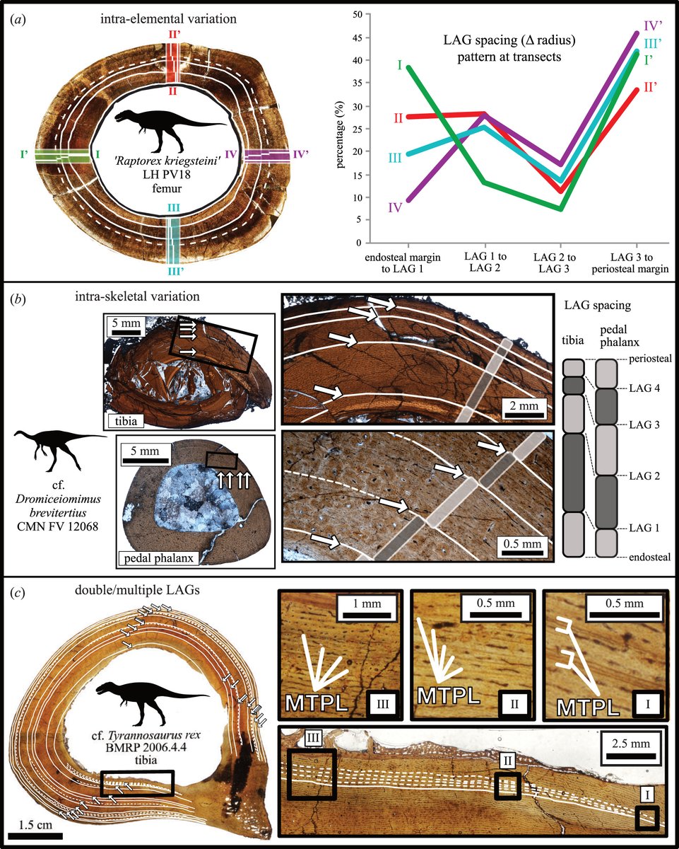 RSocPublishing's tweet image. Studying bone #microstructure can reveal life history details, but measures for growth scale can vary. This #BiologyLetters review tackles growth variability, dimensional scaling, and the interpretation of osteohistological growth data ow.ly/Vukb50GKeEN #AABA2023