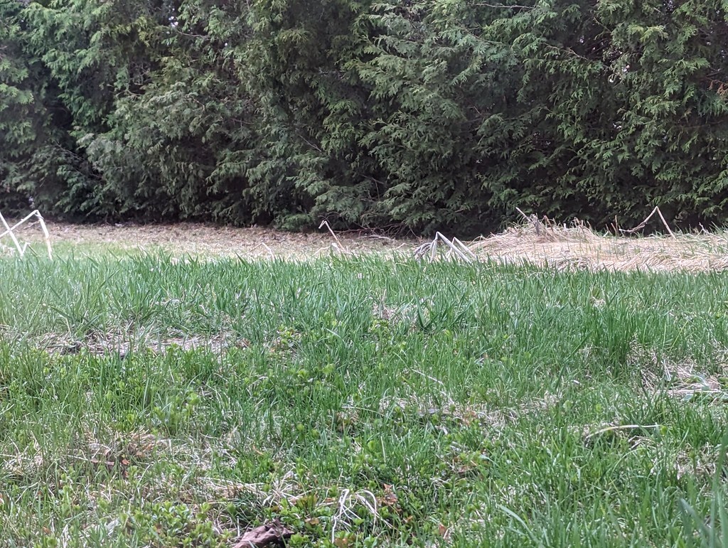 Downes @Downes@mastodon.social tweet media