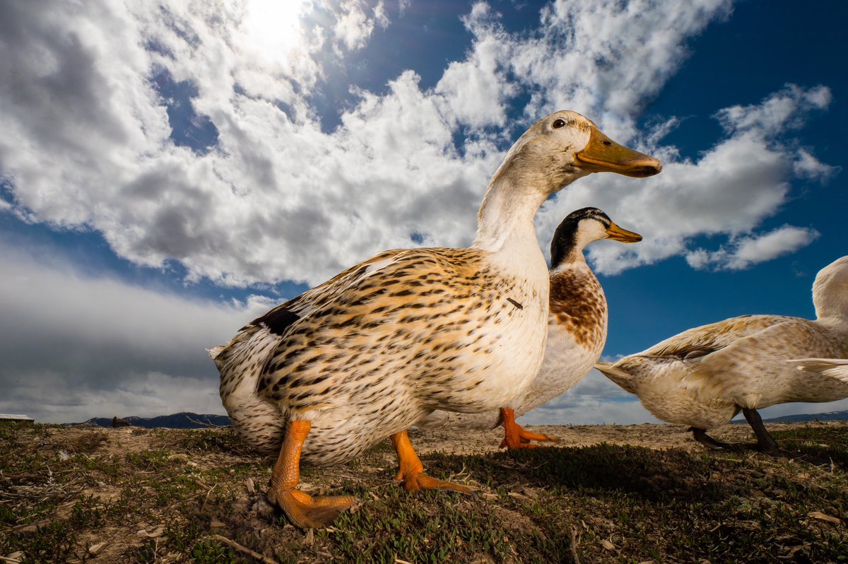we are on our way to a picnic 🧺 are you coming?

(retweet to send a treat live.dashducks.tv)
