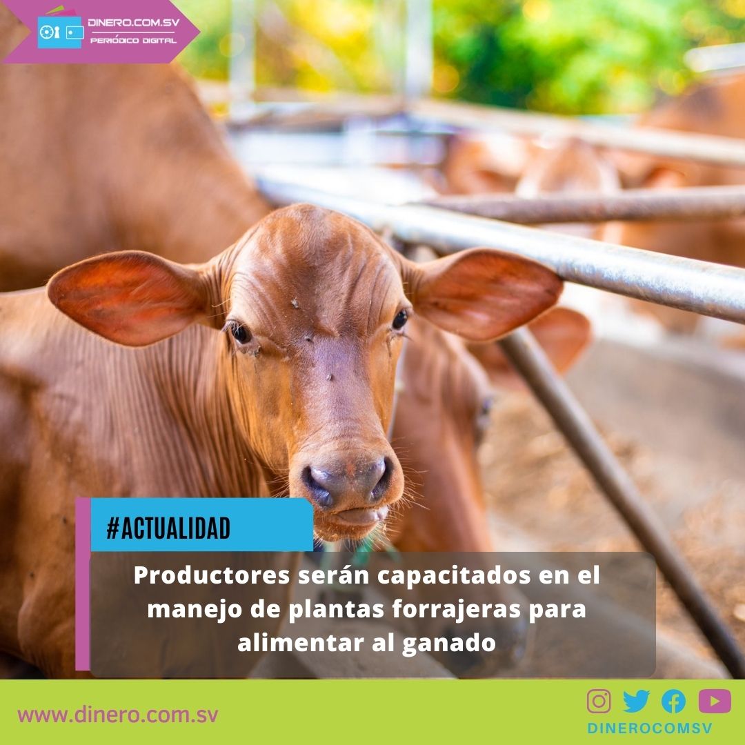 dinerocomsv's tweet photo. #Actualidad Esta es una estrategia integral de ganadería, donde se incluyen muchos eslabones que tocan todos los puntos posibles para brindar calidad a los salvadoreños @AgriculturaSV  😁

Léalo completo: https://t.co/FTXfGC2lH0

#Ganaderos #Eslabones #Salvadores #Dinerocomsv https://t.co/GXNHAeNXAh