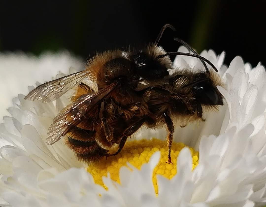 MarkSmyth1960's tweet photo. Two male red mason bees
#osmia #osmiarufa #redmasonbee https://t.co/u82dbw9Hje