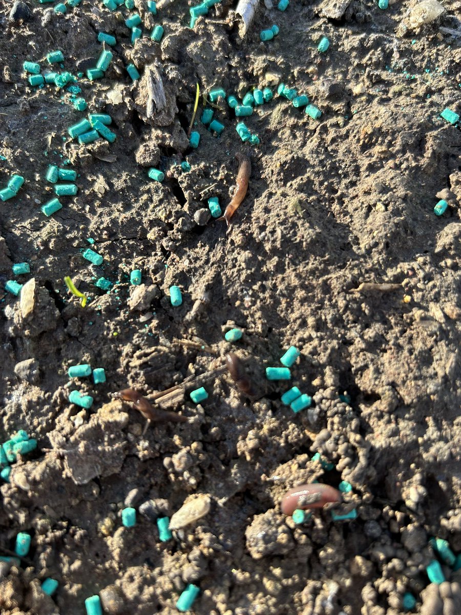 Thomas Vearing tweet media