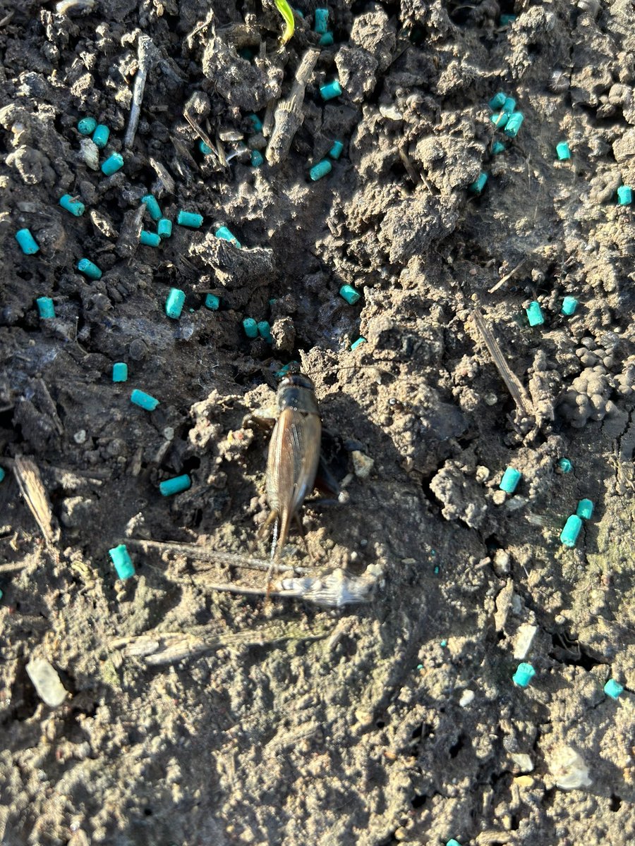 Thomas Vearing tweet media