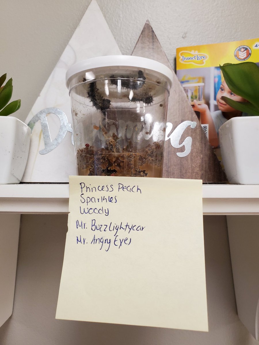 LaurenACramer's tweet photo. In the classroom I teach in, the school provided us some caterpillars so the kids can watch them turn into butterflies. My coteacher and I decided to have the kids come up with names then vote on which ones they liked the best. This was the end result. 😄 #butterflyflyaway https://t.co/DWLznrLbs1