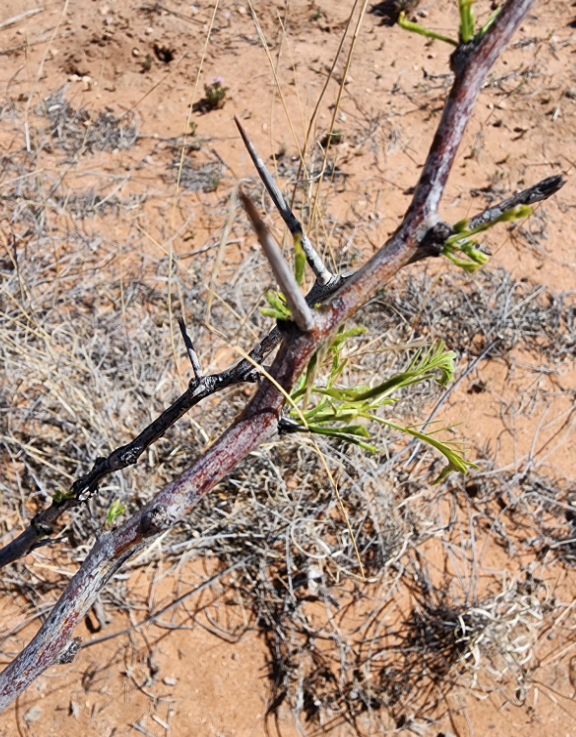 phenophase's tweet photo. Spring unfolds @TheJornada 
Like clockwork, ⌚honey mesquite (Prosopis glandulosa) leaves unfold.🌿What do they look like around you? 
Photo by Ruben Baca
#phenology @USANPN #usanpn #spring https://t.co/rdmj1GOowv