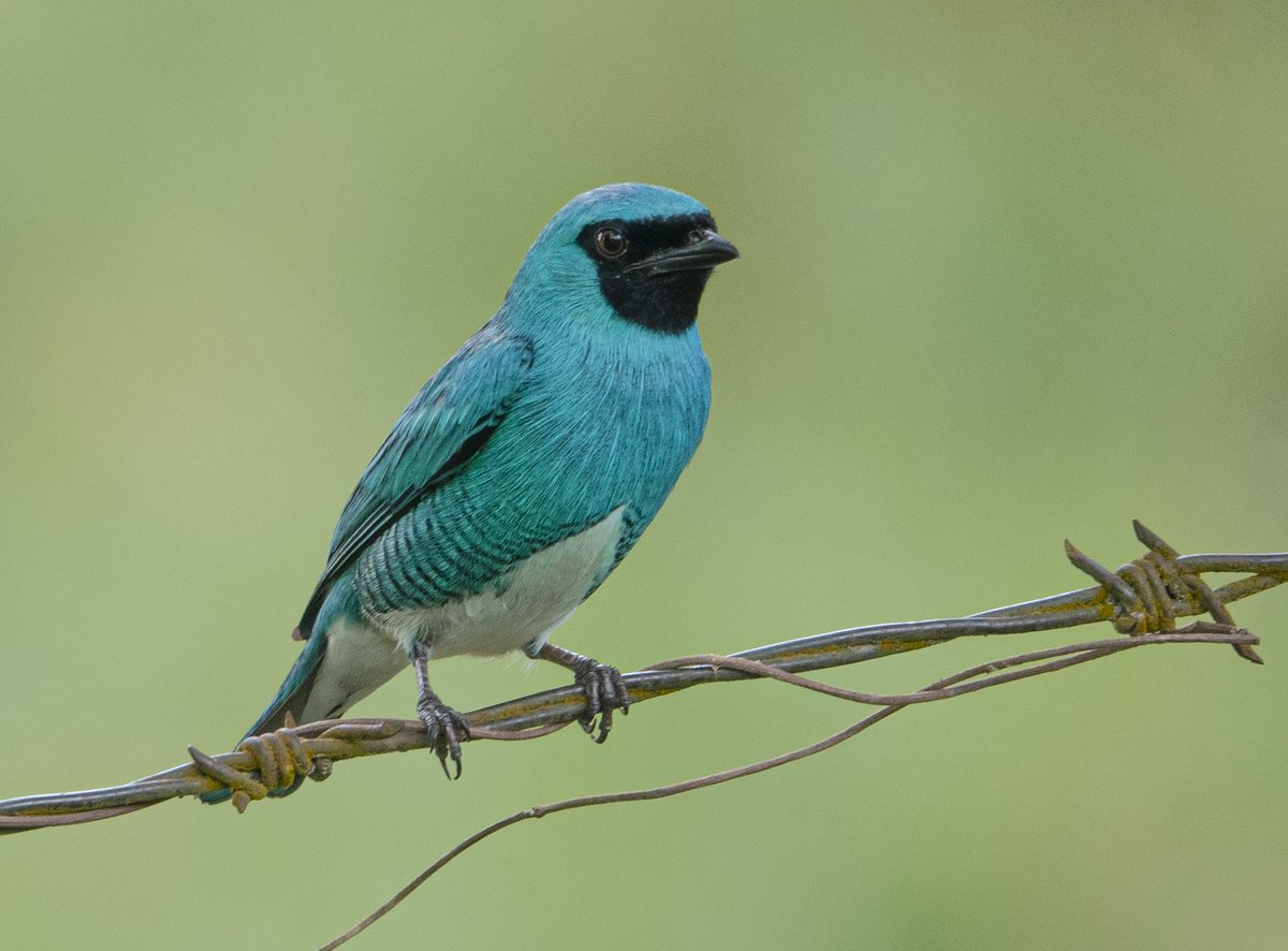 No será un Twitter blue
Pero les presento a  La tangara golondrina​ (Tersina viridis) una hermosa ave que puedes ver en COLOMBIA, el país de las aves.
Quien llego de repente y percho en el alambre  y ta ta ta aaa ...nos dio unos segundos para lograrle esta fotico.
#BirdsOfTwitter