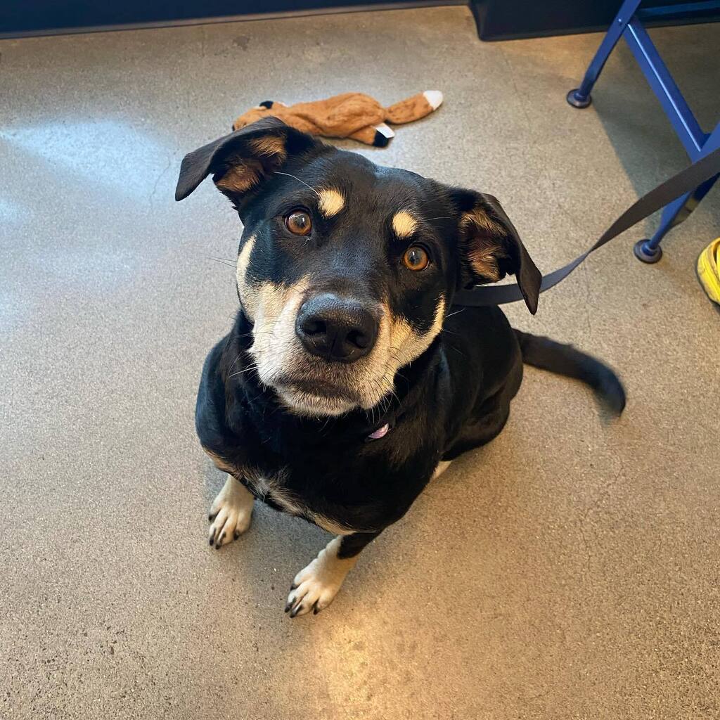 Mars, your perfect eyebrows are outta this world ☄️
•
•
•
•
•
•
•
•
•
•
•
•
#BYVH #BrooklynYardVet #Pdx #PdxDogs #Portland #PortlandDogs #DogsRule #DogEyebrows #GoodDog #DogsOfInstagram instagr.am/p/CrRfnAyvI9I/