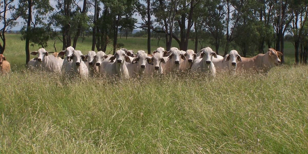 How much grass do you have at the end of the growing season? 🌱 Adjust your stocking rates based on seasonal forage supply by doing a #foragebudget. 🐂 Learn more about forage budgeting with Col Paton here: fal.cn/3xAgh