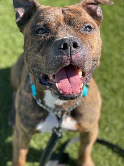 Meet Thane ⚔️ Today is Thane's 178th day at the shelter. We'd love to see him find his fur-ever home before his 200th. Can you give Thane a home? Come visit him at the shelter Tuesday through Saturday, from 11AM to 5PM 👑

#adoptpurelove