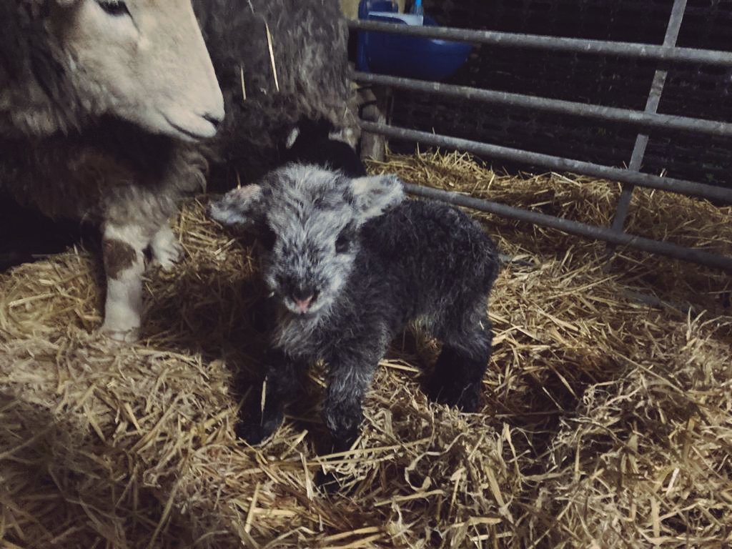 Baa Baa Labs tweet media