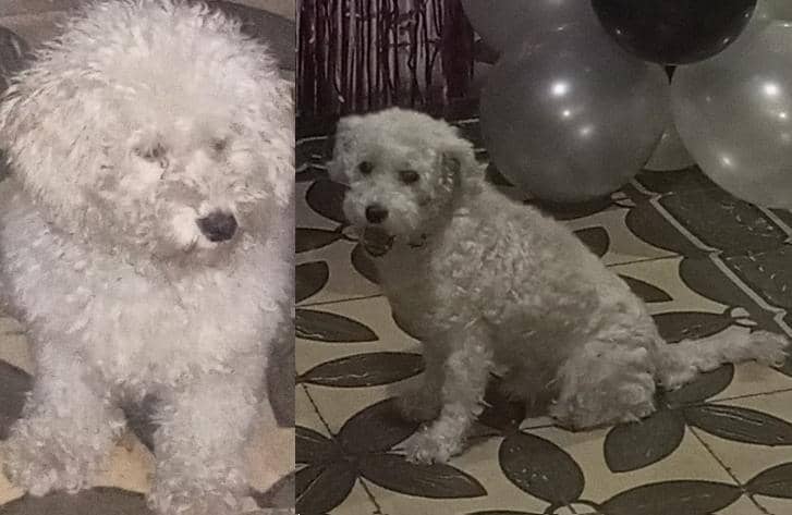 ─♔─≫𝑲𝑰𝑻𝑨≪─♔─ tweet media