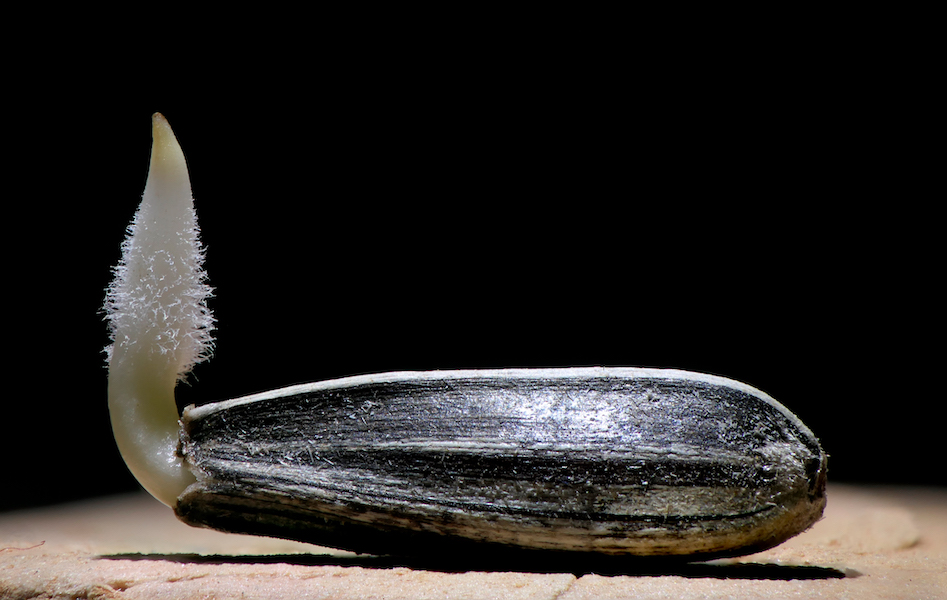 herbholzmann's tweet image. 