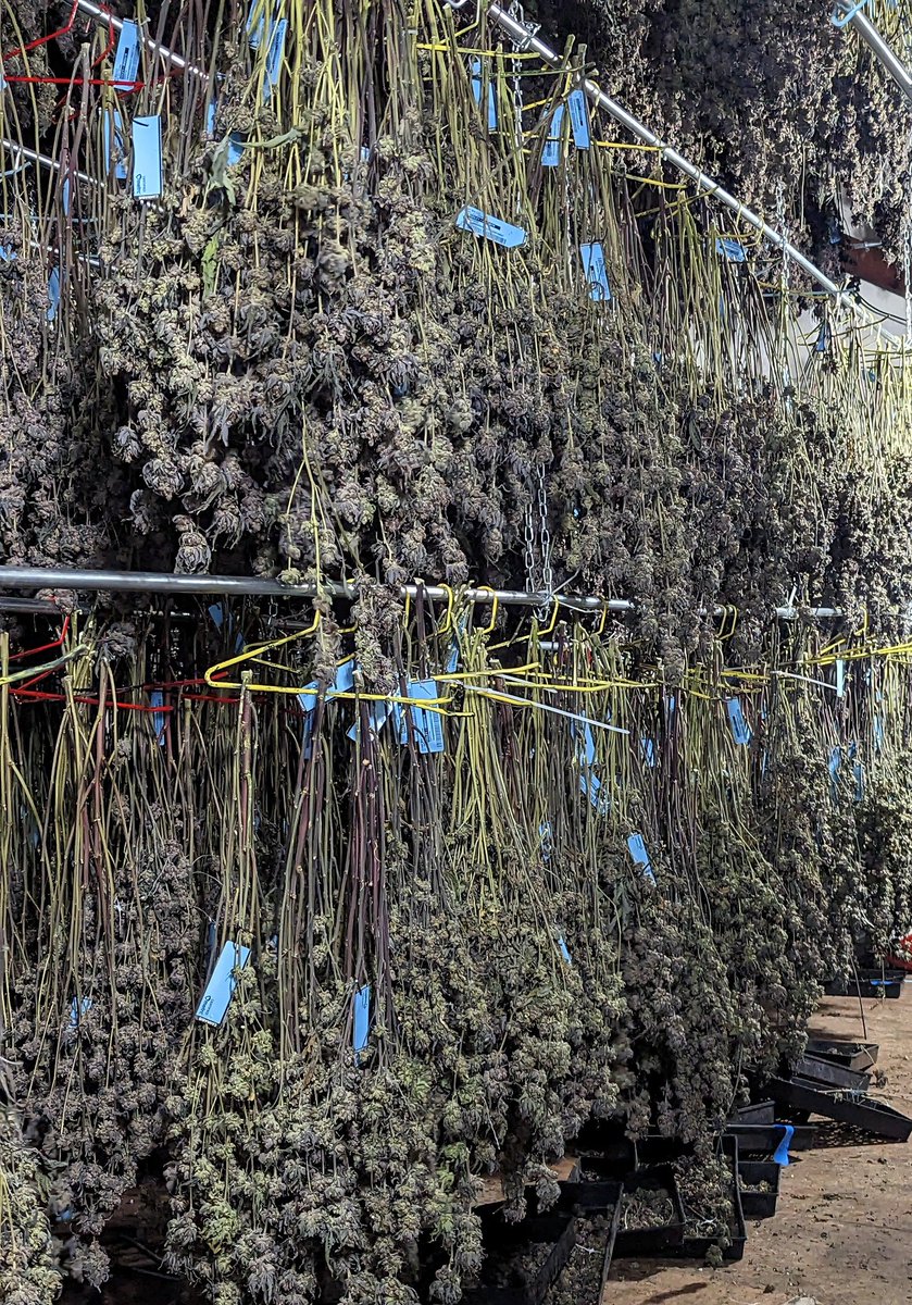 Bronx Extracts tweet media