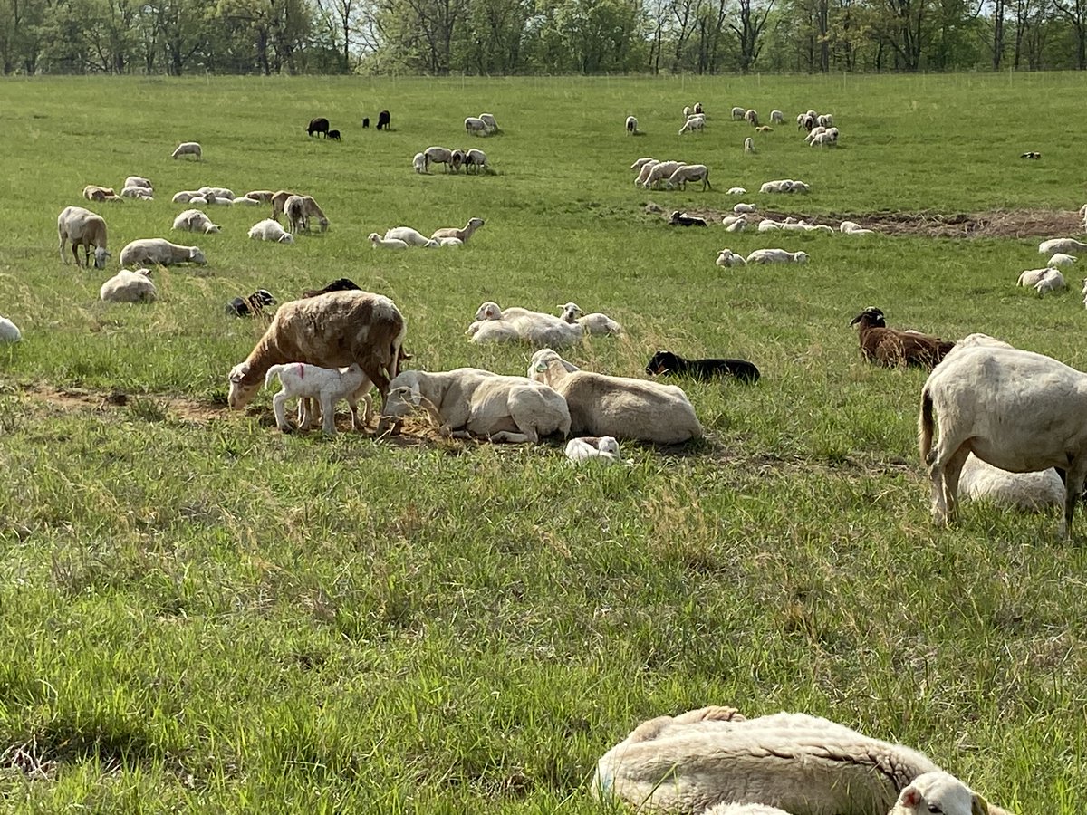We visited Rootbound Farm this morning. The Y is a drop off site for their CSA and our teen camp will visit over the summer for a service project and to learn about ‘where our food comes from’