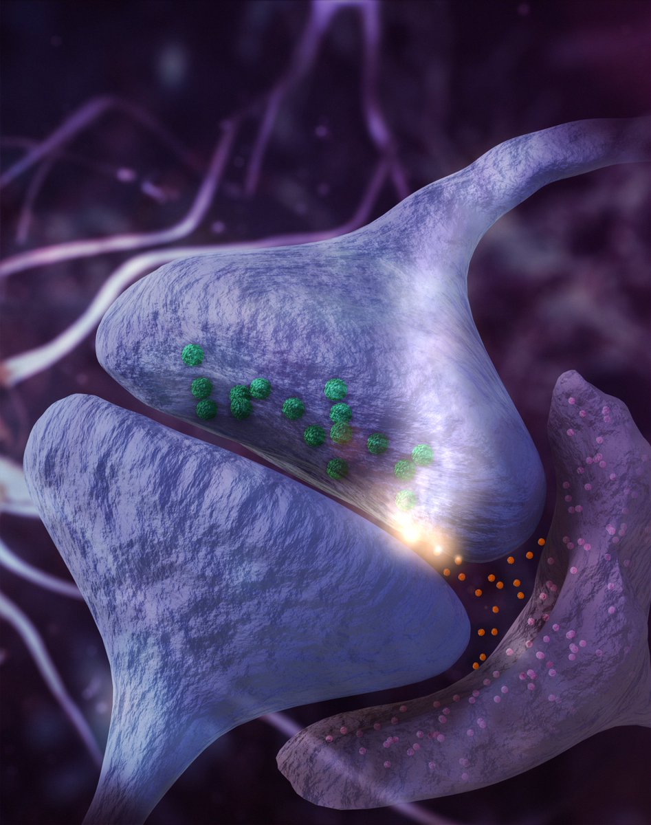brokengrid's tweet photo. Medical illustration modeled in Blender 3.4, using 3D sculpting techniques, to accompany the publishing of a new preclinical study led by Dr. Anna Orr and Dr. Adam Orr of Weill Cornell Medicine.  

https://t.co/rfLJ5g8qyY

#blender3d #medical #illustration #science https://t.co/gA8azEZcFz
