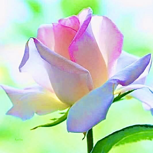 Değerli Dostlar; 
Ramazan Bayramınızı tebrik eder, Rabbimizden, tüm insanlık için hüzün ve gözyaşlarının son bulmasını ,
barış afiyet içinde daha nice bayramlara ulaşmamızı temenni ederim..
#Bayramınızmübarek olsun .. #2023 💐