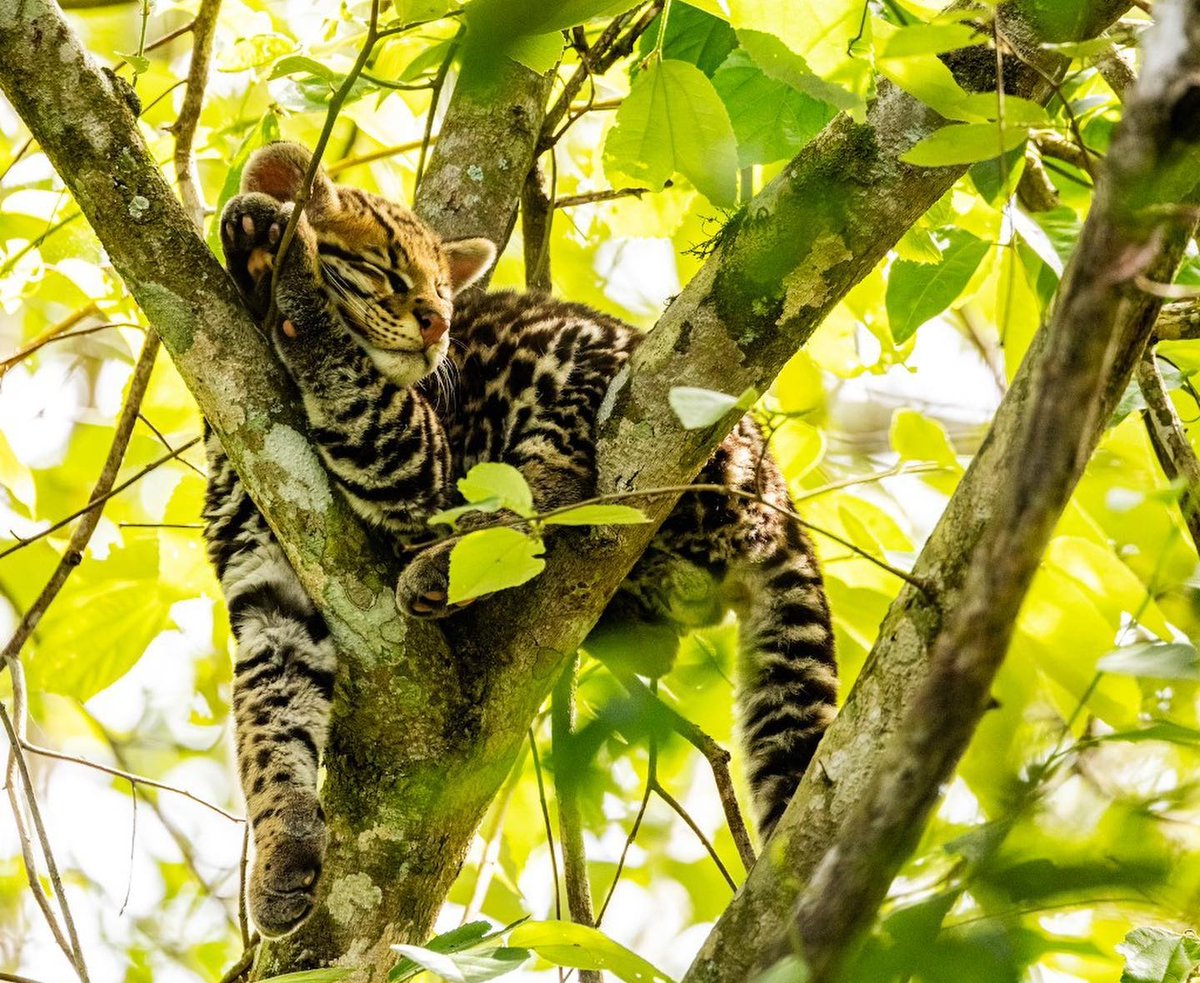 Atropellaron a un ejemplar de  ocelote (Leopardus pardalis). Se trata de una hembra adulta que murió luego de las heridas por impacto de un automóvil que creen, circulaba a gran velocidad sobre la ruta Nº101 y la intersección con ruta nacional Nº 12, en el Parque Nacional Iguazú.