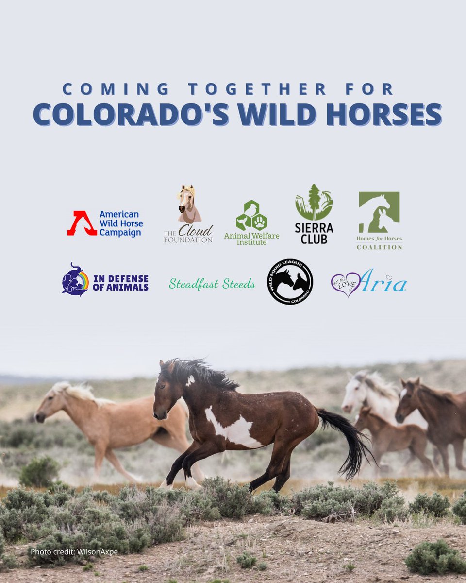 FreeWildHorses's tweet image. (1/2) We're pleased to see the CO Senate Ag comm has moved SB23-275 forward. This bill would increase resources to support the work of #wildhorse volunteer groups to maintain populations through fertility control and stewardship which minimizes the need for ongoing #roundups.