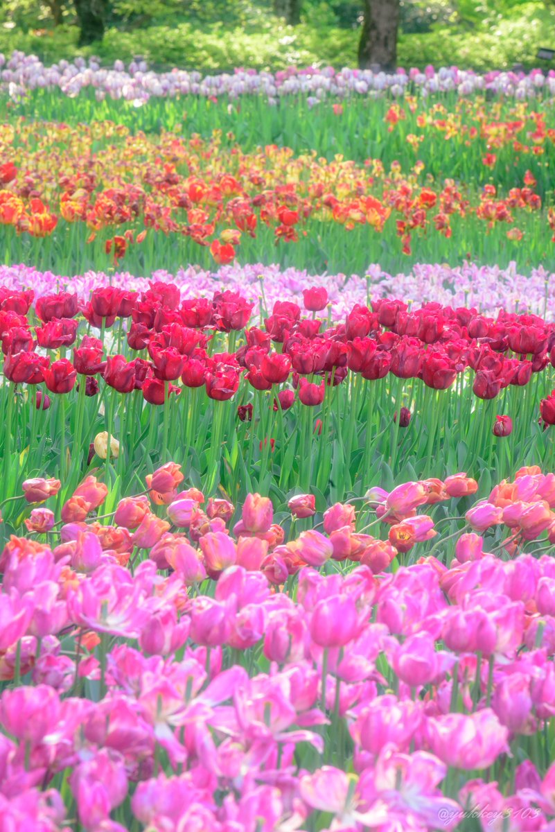 yukkey3103's tweet photo. おはようございますヽ(*＾ω＾*)ﾉ

木曽三川公園センター
2023/04/16撮影

#チューリップ 
#Tulip 
#photography
#キリトリセカイ
#ファインダー越しの私の世界
#写真好きな人と繋がりたい https://t.co/jcMHPAgsmj
