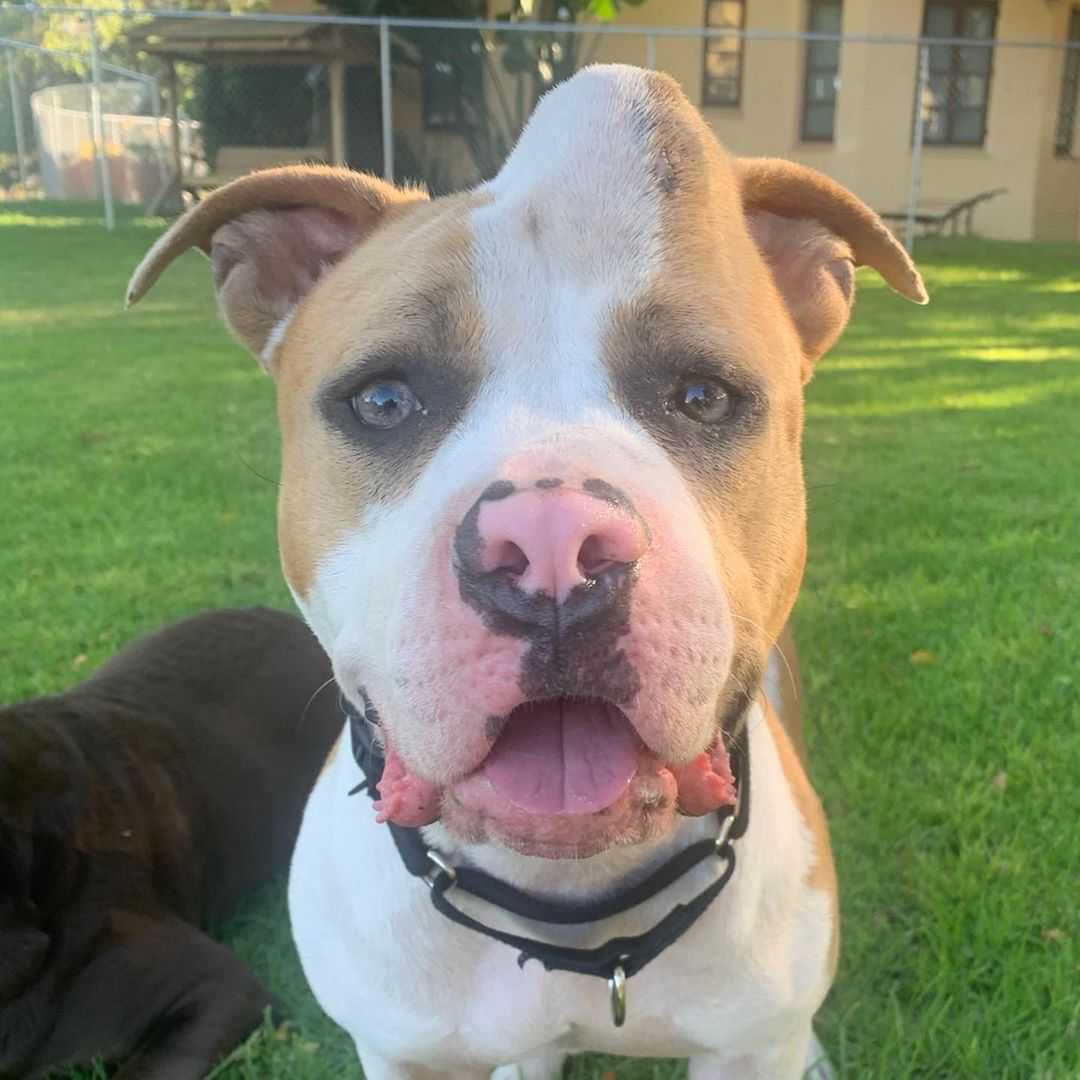dog_rates tweet picture