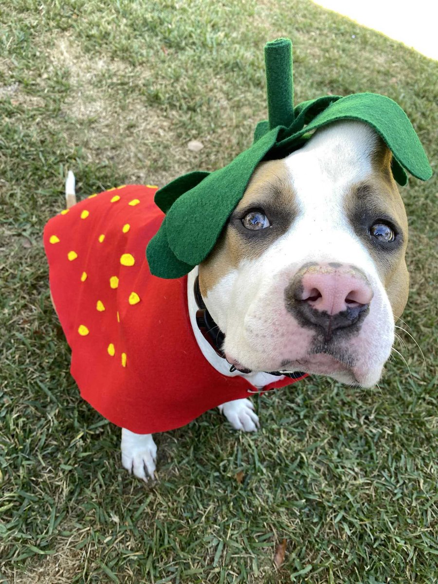 Mira Bukhari on Twitter "RT dog_rates This is Strawberry. She was