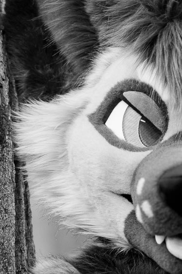 Zuri Studios on Twitter: "RT @Zuri_Studios: The new fox is revealed