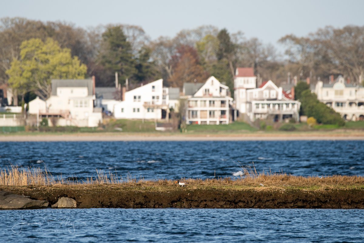 RIBirdHunter's tweet photo. I've been hearing them for a bit but today I got my first visual confirmation that the American Oystercatchers have come back to @SalterGroveRI—hopefully to nest! https://t.co/fbMVxztBpd