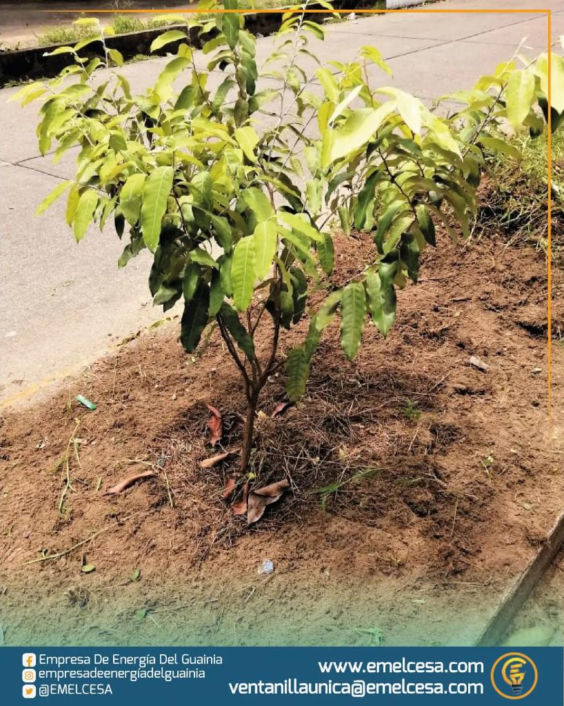 EMELCESA's tweet photo. Desde el #ComponenteAmbiental continuamos con el #CompromisoyResponsabilidadAmbiental realizando mantenimiento de maleza y fertilización. Teniendo en cuenta la llegada del #invierno y así las plantas reciban de la mejor manera los nutrientes.
#EmelceSA
#NuncaParamos https://t.co/qWzCjTcePW