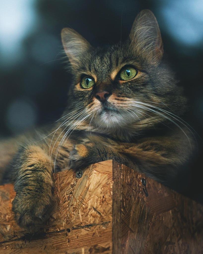 torarelaxtime's tweet photo. Dear TwitterFriends.
I am very lucky to have met you. Seeing your tweets heals me. If possible, I hope that the connections around the world are peaceful and friendly..
#BeautifulWorld
#ThanksForMyFriends
#Friendship
#CatsOfTwitter https://t.co/SfGQCGbjgk
