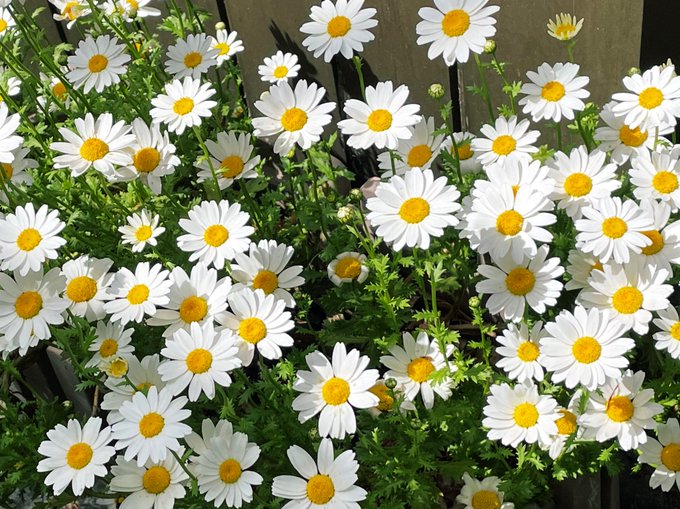 Twitterのコスプレ画像9