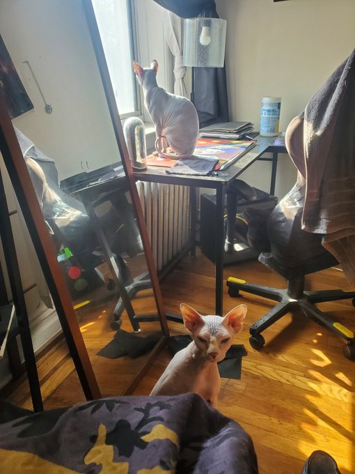 The gremlins have arrived.  Peaches is not pleased that we are doing photos before breakfast. https://t