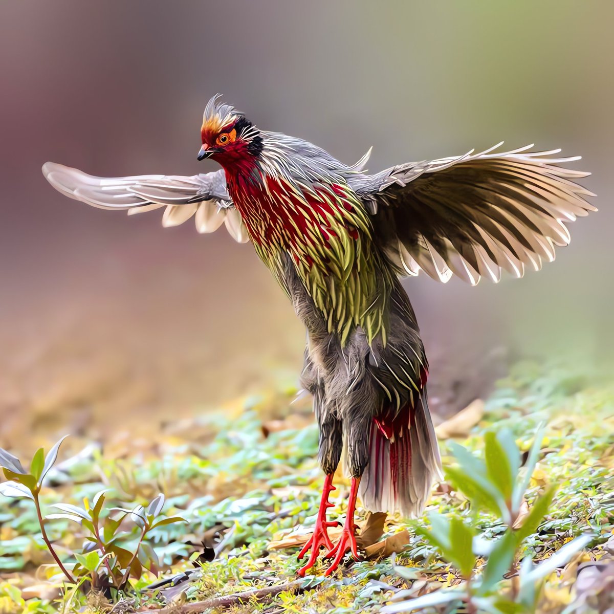 Caption This🤨 #Birds #LovelyBirdsInChina #CaptionThis