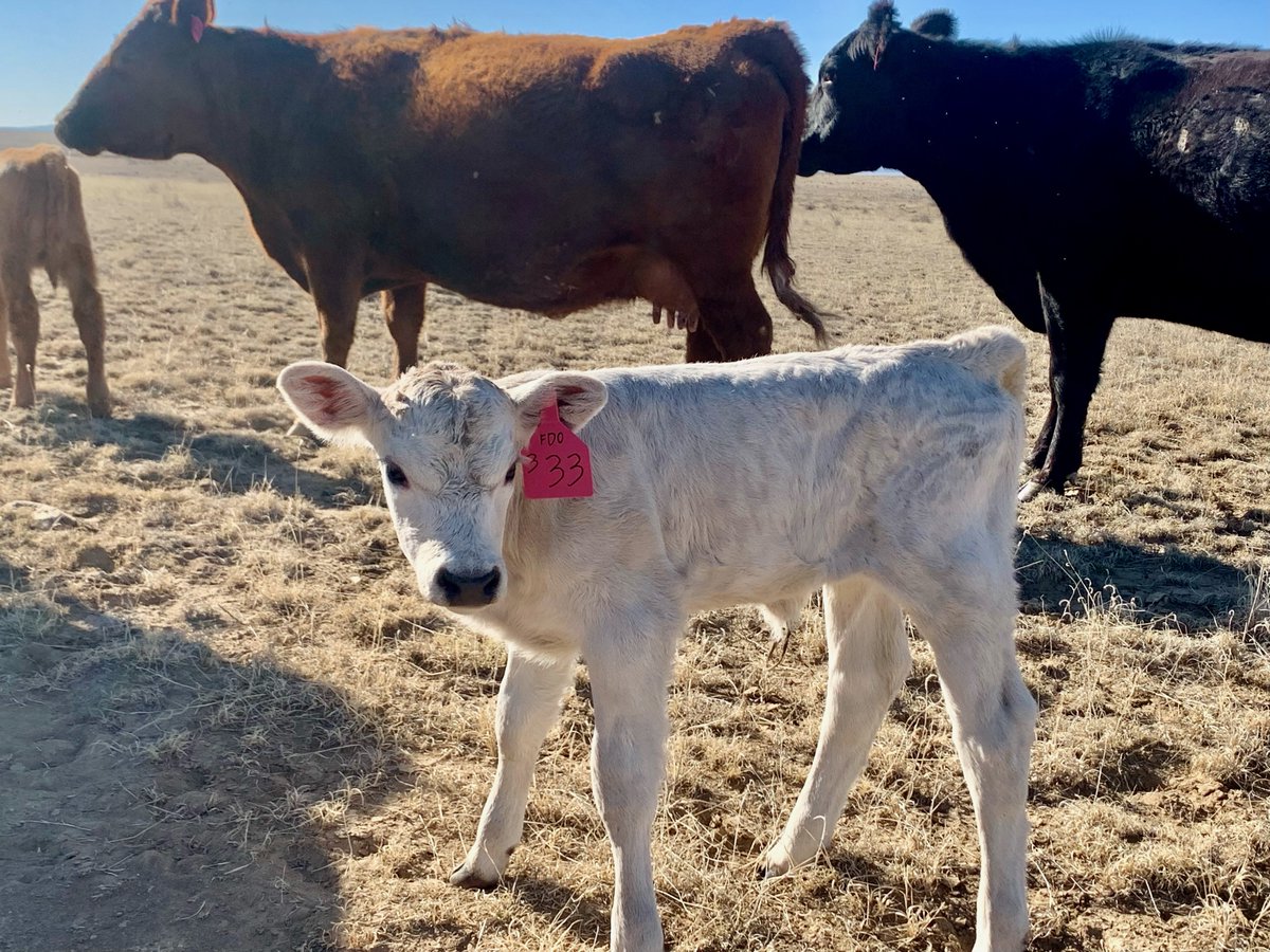 FredEichler's tweet photo. Another cute calf.   Like kids, they are cute when they are young.....

#everythingeichler #fulldrawoutfitters  #itsalifestyle #itsinmynature #farm #farning #ranch #ranching #cows #outdoors #outside #whatgetsyououtside #spring https://t.co/BOQ534lL6Z