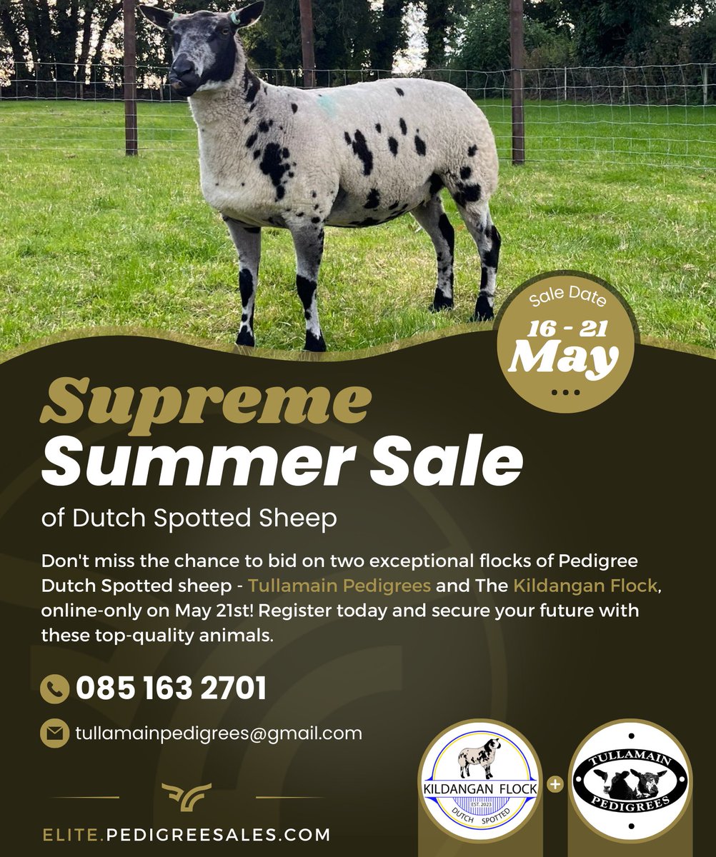 Jim_Croke_'s tweet photo. Delighted to announce our pedigree sale of Dutch Spotted Sheep. https://t.co/h7YeNavyh4