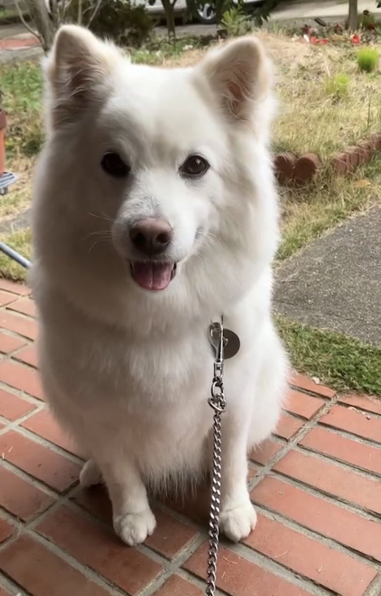 kumitter1's tweet photo. 滅多にツイートしなくて全体的に犬率がが高くなってきたのにまた犬の話🙂
1年で3キロ太ったらしいけどふわふわしてて全然わからないのがかわいい... https://t.co/hOzlSXCP9M