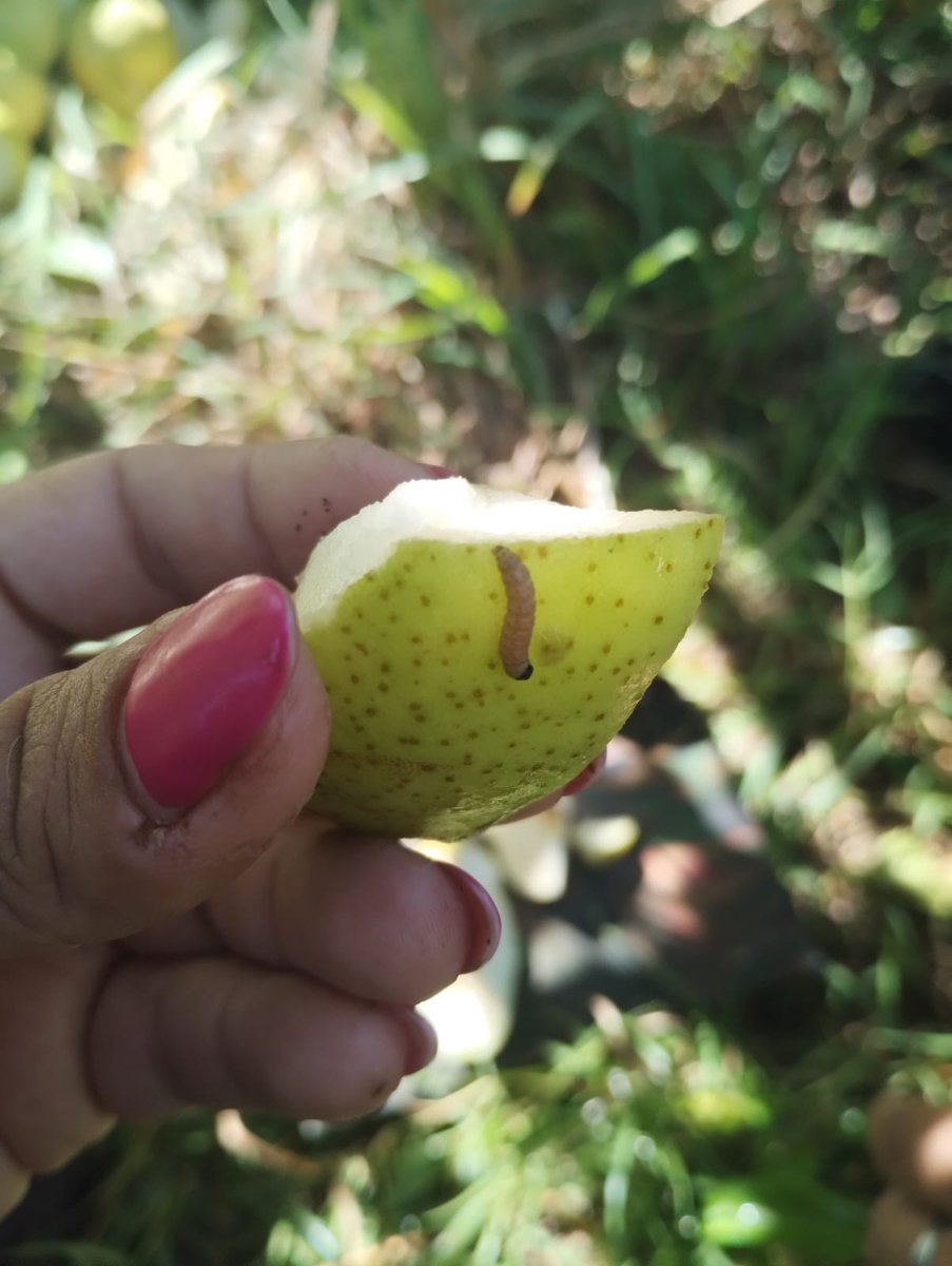 AmaliaSapag's tweet photo. Sabías q es el 2do año de ejecución de la Ley q premia la calidad frutihorticola?.Ahora es momento de monitoreo y auditorias d los 160 establecimientos inscriptos!💪💪los resultados vienen muy bien!! @FLR_NQN @DiputadosMPN @SG73NQN @SPnqn https://t.co/2aF5Ocy9p4