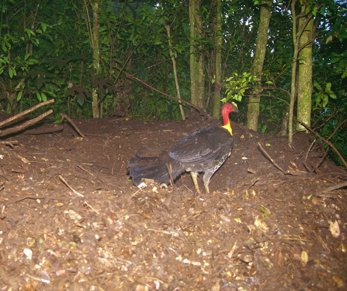 anngothauthor's tweet photo. #BrushTurkeyFacts No14. Mound builders as weather prophets? Anecdotal reports by Aborigines and bushman in Australia suggest that they predict rainfall &amp; heap more material on their mound before heavy rain, to protect eggs from flooding. Has anybody else observed this? #megapode https://t.co/1J0mJn5gah