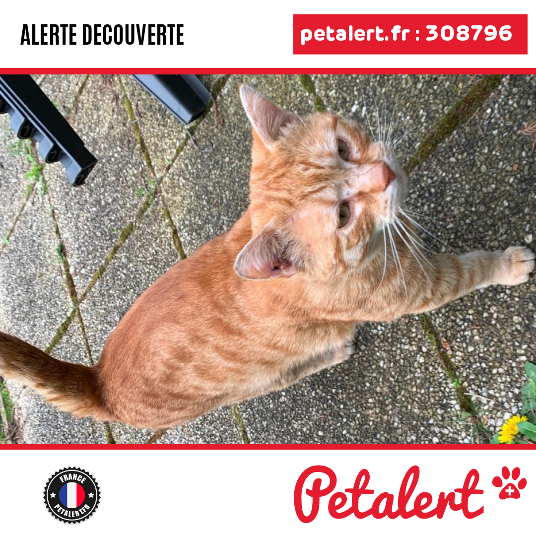 petalert_france's tweet photo. Trouvé #Chat #SeineSaintDenis #Drancy #Petalert  #PetAlert93 / https://t.co/mnNqXVSZEE https://t.co/FwbJaAHPnw