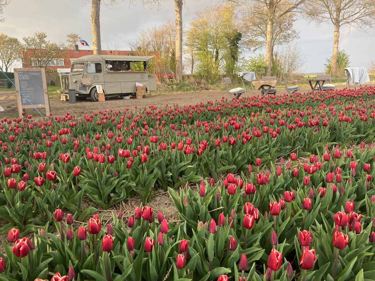 MonicaKlement's tweet photo. Koffie met uitzicht. Morgen start het @StEPTulpen tulpenfestival t/m 7 mei. Rijd de route, fiets en kom langs! Mij vind je aan het Onderduikerspad in Espel, Noordoostpolder. Ieder weekend. Welkom. https://t.co/9sMxDnBBbz