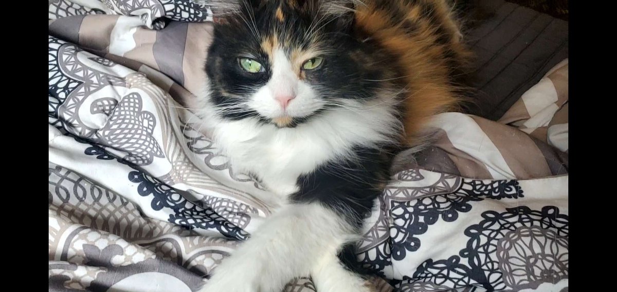 Oty_Safiry's tweet image. #chainedechoes Act 4 MSQ Progression and NM Hunting!

Stream Link Below!

#jprg #Vtubers #VtuberUprisings 
#indiegame #chilltent