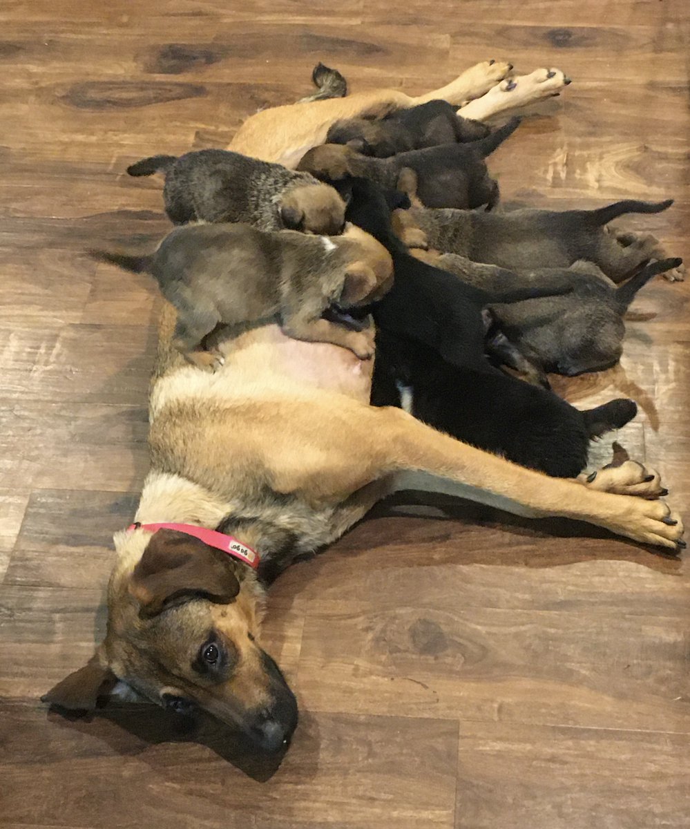 WrightWayRescue's tweet photo. Momma Maggie, arrived at WWR from Mississippi with her 8 puppies. Because of our🌺No Mom Left Behind🌺 Program, families always have a place in our Shelter & Adoption Program! We thank you for supporting a program that brings hope to so many!
#makeadifference #bethechange #NMLB https://t.co/24c5oLZ6L2